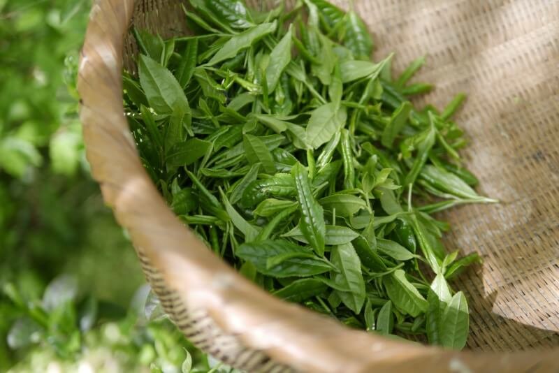 Best Ways To Brew Green Tea For Maximum Health Benefits